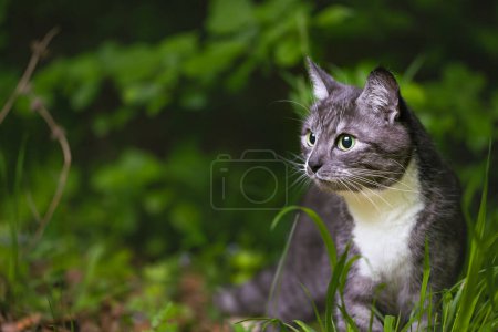 cat portrait pet candid walking in wild life environment space wallpaper poster with blur background