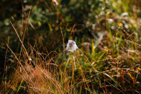 Spinne klebriges Netz mit toten Insekten auf einem verschwommenen Herbst natürlichen Outdoor-Hintergrundraum, Ansicht des wilden Lebens