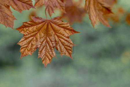 autumn simple photo maple leaf orange color blurred natural background space