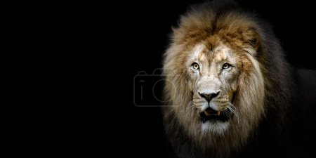 template of a beautiful lion on a black background