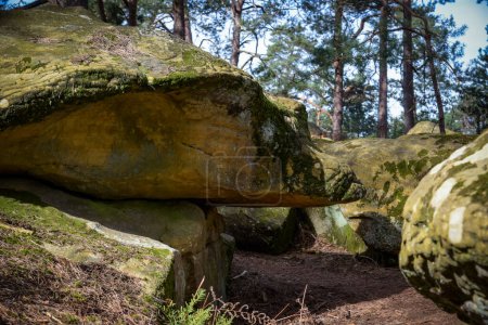 vue sur un rocher en forme de tortue dans la forêt de Fontainebleau en Seine et Marne
