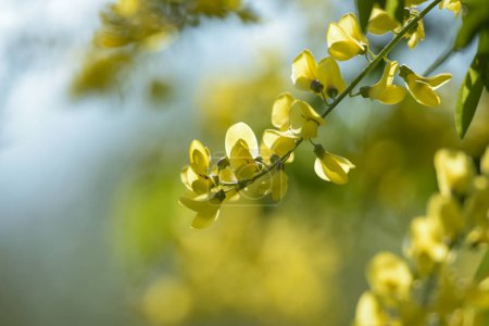 view on a yellow laburnum in the nature in France