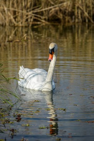 view of a wild white swan in the marshes in spring in France