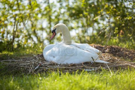 vista de un nido de cisne blanco en primavera en Francia