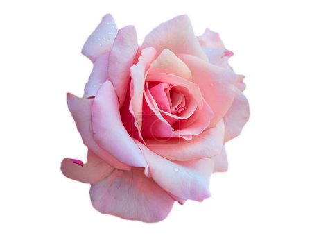 Photo for Pink Rose Flower isolated on white background with shallow depth of field - Royalty Free Image