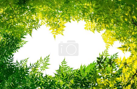 Photo for Green leaves isolated on white background - Royalty Free Image