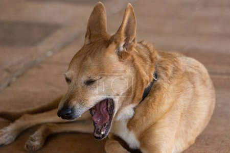 Téléchargez les photos : Photo de haute qualité d'une race rare de dingo dixie de chien - en image libre de droit