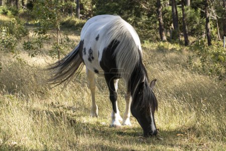 Photo for Spotted black and white horse peacefully eating grass in a tranquil meadow. Beautiful creature with mane and tail swish. - Royalty Free Image