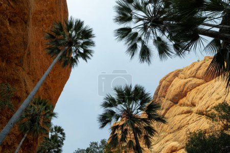 Les palmiers de Livistona contrastent avec les falaises rocheuses rouges lors d'une randonnée au parc national Bungle Bungles, Purnululu, Australie occidentale, Kimberley.