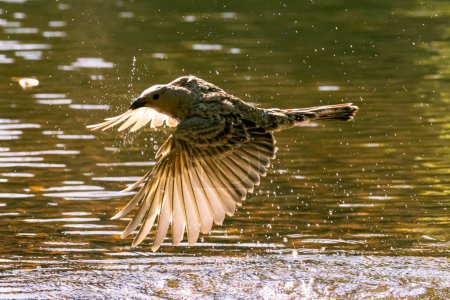 Der große Laubenvogel, Chlamydera nuchalis, ist ein häufiger und auffälliger Bewohner Nordaustraliens, der im Mittelflug mit Flügelfedern über einem See in einer kleinen Schlucht gefangen wurde..