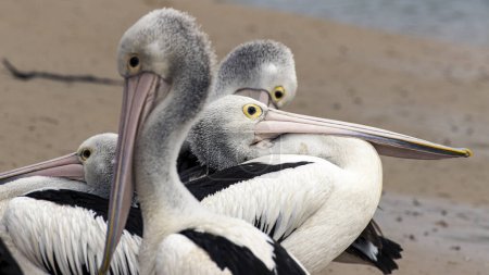 Gruppe von 4 großen, wilden Seevögeln, australischen Pelikanen, die auf lustige Weise mit großen Schnäbeln und gelben Augen angeordnet sind. Victoria, Australien