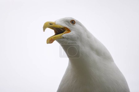 Macro shot of a wild kelp gull head and neck as it calls for its mate. White plumage against a white, cloudy background. Adult plumage, captured in Auckland, New Zealand