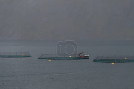 Photo for Salmon farms on a sea. Fishing boat beside farms. Light rain. - Royalty Free Image