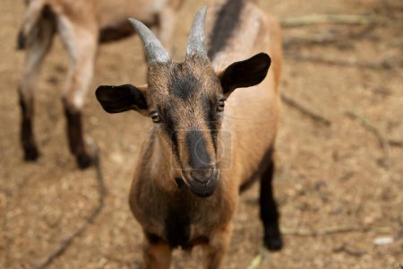 A close-up photo of a young brown goat with black ears. The topic of animal husbandry, animal care and agriculture