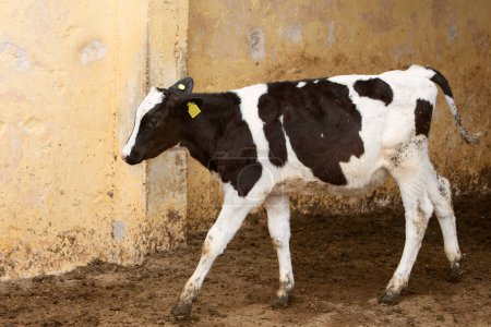 A photo of a young calf in black and white standing in full height. The topic of animal husbandry and agriculture