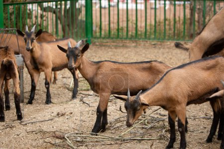 Foto de Una foto de jóvenes cabras pardas de pie. El tema de la ganadería y la agricultura - Imagen libre de derechos