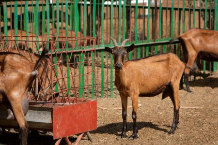 A photo of a young brown goat standing tall. The topic of animal husbandry and agriculture