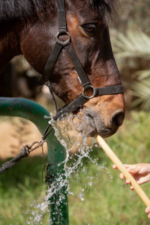Téléchargez les photos : Photo rapprochée d'un cheval buvant de l'eau d'un tuyau. Le thème de l'élevage, des sports équestres et de l'agriculture - en image libre de droit