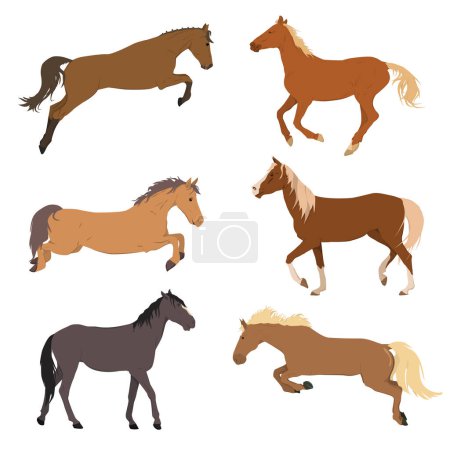 Eine Reihe von Vektorillustrationen von Pferden in Bewegung. Das Thema Pferdesport, Ausbildung und Tierhaltung. Isoliert auf weißem Hintergrund