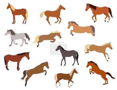 un conjunto de ilustraciones vectoriales de caballos en diferentes poses. El tema de los deportes ecuestres, entrenamiento y cuidado de los animales. Aislado sobre un fondo blanco
