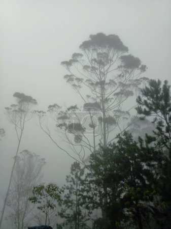 Nebeliger Wald, tagsüber mit Nebel bedeckte Bäume und Laub. Kalter Tag in Gunung Putri, Bandung, Indonesien.