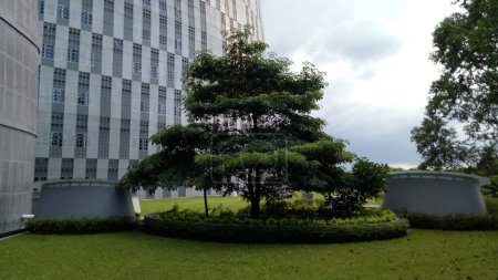 Kleiner Baum auf dem Dachgarten an bewölkten Tagen. Menschengemachter Park an der Indonesischen Multimedia-Universität (UMN). Landschaftsfotografie auf Augenhöhe.