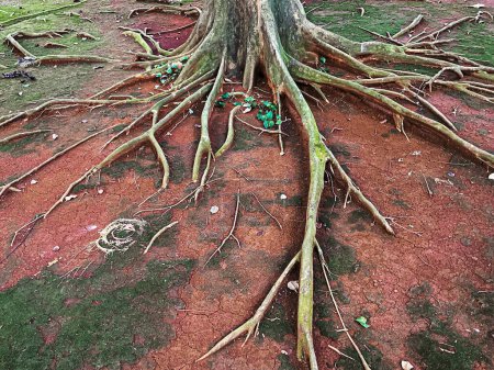 Tree roots sticking out from the ground and branching out