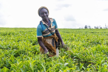 A woman is working in a field of tea plants, agriculture in Africa.