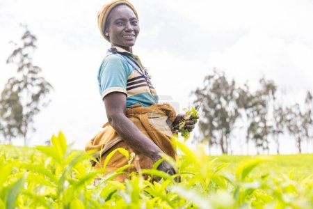 Un granjero africano sonriente está trabajando en una plantación de té.