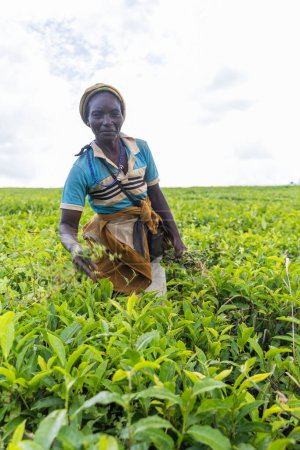 Una mujer está cosechando hierba en una plantación de té en Camerún.