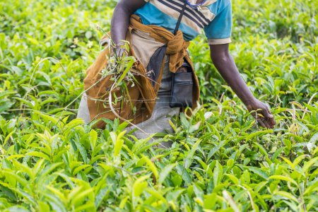 Photo for A woman is picking tea leaves in a field. The leaves are green and the woman is wearing a blue shirt - Royalty Free Image