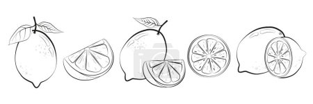 Set of lemons in hand drawn style. Black and white vector illustration isolated on white background.