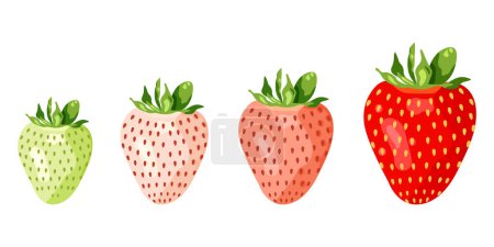 Ripening fresh strawberries. Gradation from green unripe strawberries to red ripe ones. Vector illustration on white background
