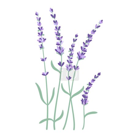 Lavendelzweige. Vektor-Illustration isoliert auf weißem Hintergrund.