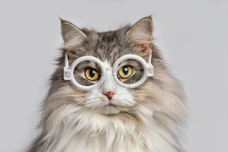 Photo for Portrait cat with round glasses, animal looks at the camera in studio. Animal portrait close-up. - Royalty Free Image