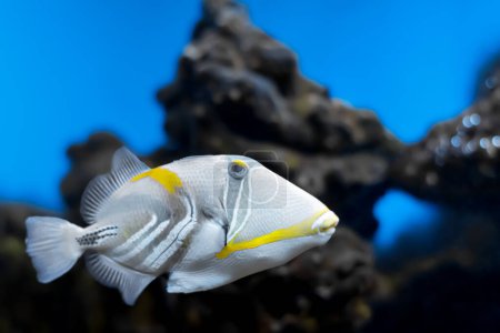 Téléchargez les photos : Aquarium fish painted triggerfish close-up on a blurred background - en image libre de droit