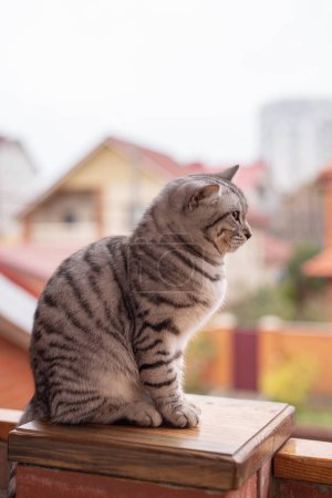 Photo for Portrait of grey tabby cat on the balcony fence - Royalty Free Image