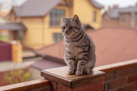 Foto de Retrato de gato tabby gris en la cerca del balcón - Imagen libre de derechos