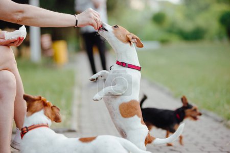 Téléchargez les photos : Un chien Jack Russell Terrier debout sur les pattes arrière manger une nourriture de la main des gens - en image libre de droit