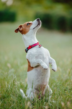 Photo for A dog Jack Russell Terrier standing on hind legs waiting for food - Royalty Free Image