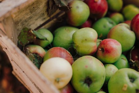 Photo for A ripe apple harvest in a big wooden box - Royalty Free Image