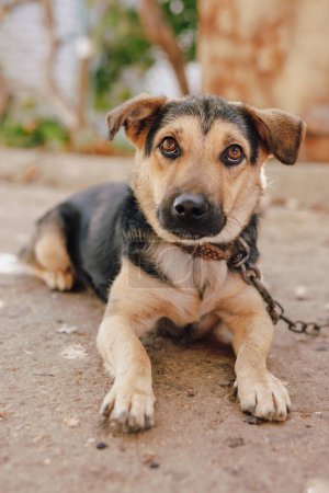 Foto de Un lindo retrato de perro en el patio en una cadena - Imagen libre de derechos