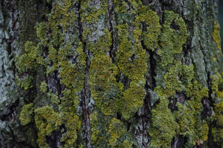 Photo for Xanthoria texture on the tree trunk - Royalty Free Image