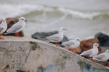 Photo for Seagulls flock sitting at the sea, slow motion - Royalty Free Image