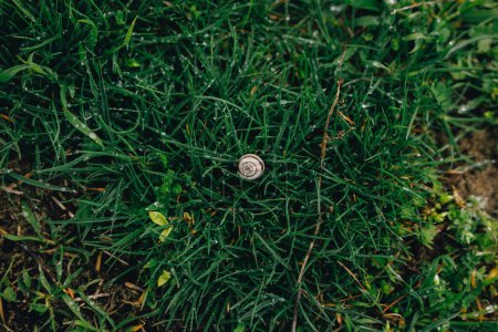 Photo for Snail in the grass in early spring - Royalty Free Image