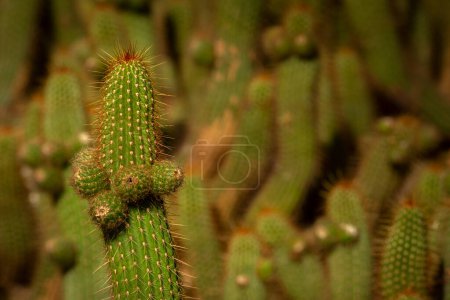 Téléchargez les photos : Détail de cactus dans un jardin - en image libre de droit