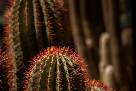 Téléchargez les photos : Détail de cactus dans un jardin - en image libre de droit