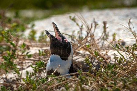 Téléchargez les photos : African Penguins, Boulders beach, South Africa - en image libre de droit