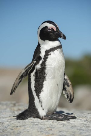 Téléchargez les photos : African Penguins, Boulders beach, South Africa - en image libre de droit
