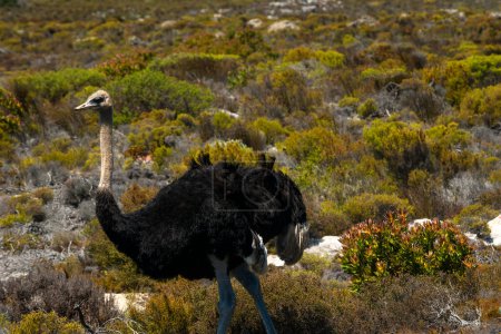 Téléchargez les photos : Ostrich Cape of Good Hope, South Africa - en image libre de droit